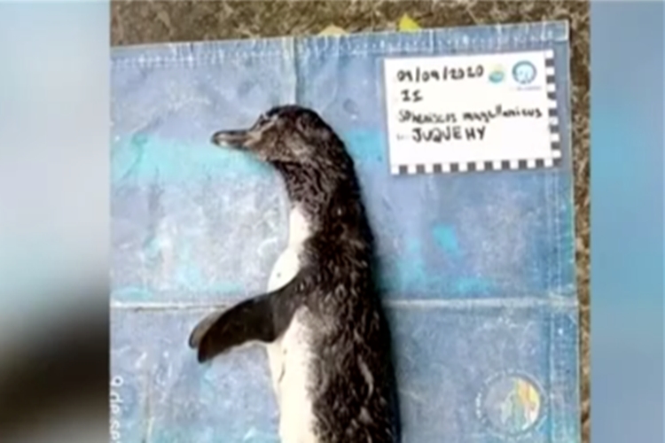 ooYBAGAgsfWAECcyAAbefhSLwms447