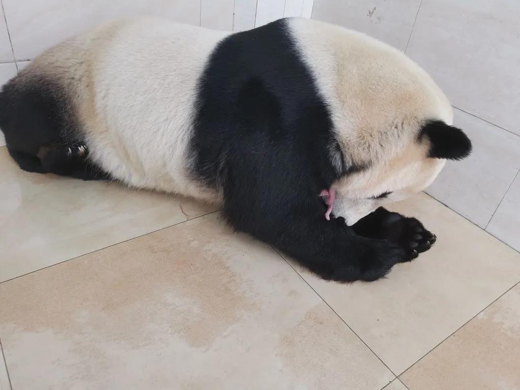 扬州凤鸣电缆：大熊猫“珍珍”和“苏珊”产下两胎四仔